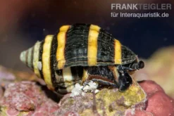 Hummelschnecke, Engina sp. (Engina mendicaria)
