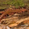 Hundertfüßer, Scolopendra subspinipes "Thai-Red-Dragon"