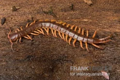 Hundertfüßer, Scolopendra subspinipes "Thai-Red-Dragon"
