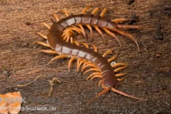 Hundertfüßer, Scolopendra subspinipes 
