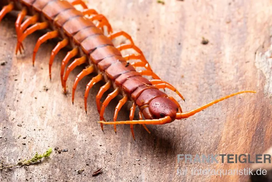 Hundertfüßer, Scolopendra subspinipes "Malay Red Cherry"