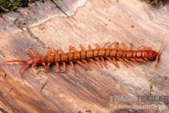 Hundertfüßer, Scolopendra subspinipes "Malay Red Cherry"