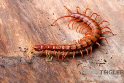 Hundertfüßer, Scolopendra subspinipes