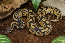 Hurricane-Königspython, Python regius