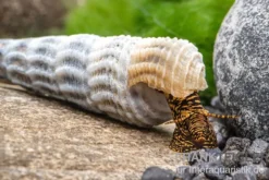Hymalaya-Tylomelania, Tylomelania marwotoae "Hymalayan Rabbit"