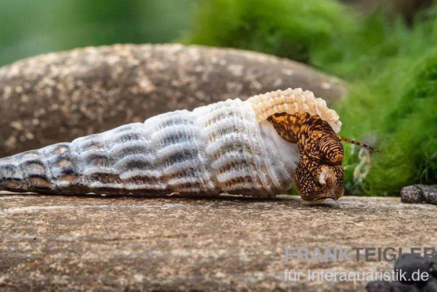 Hymalaya-Tylomelania, Tylomelania marwotoae "Hymalayan Rabbit"