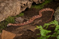 Hypo-Okeetee-Kornnatter „Scaleless“, Pantherophis guttatus
