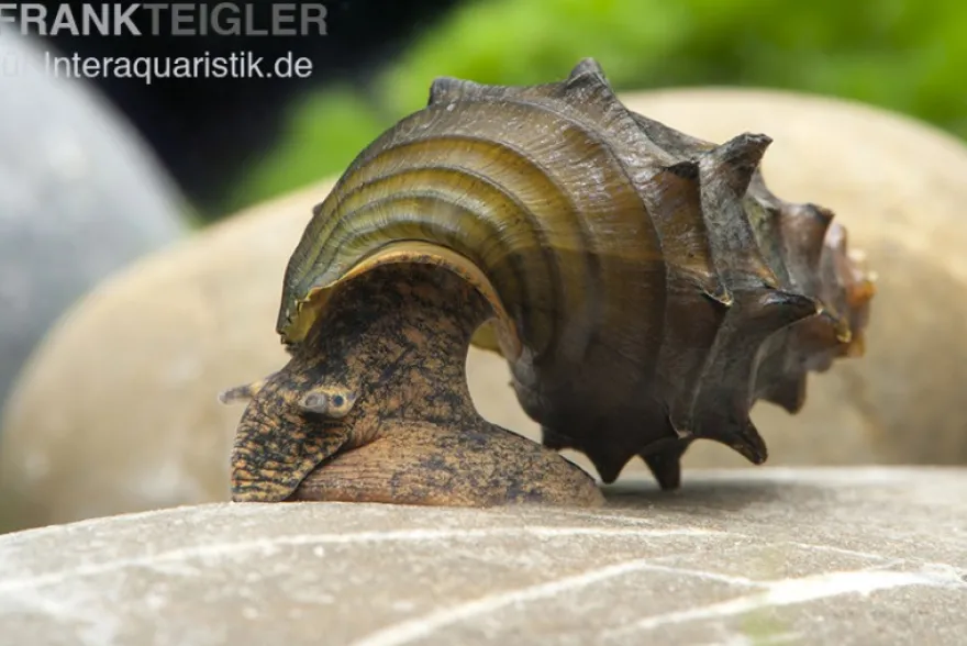 Igelschnecke, Brotia armata