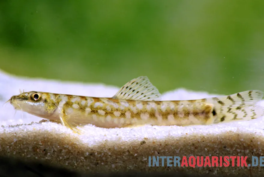 Indische Bachschmerle, Mesonoemacheilus guentheri