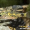 Indische Fleckenbarbe, Pethia gelius/Barbus gelius (Minifisch)