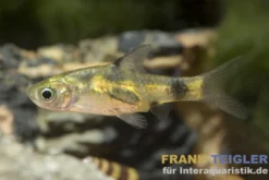 Indische Fleckenbarbe, Pethia gelius/Barbus gelius (Minifisch)