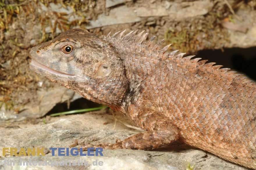 Indische Gartenagame, Calotes versicolor