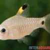 Indische Hochflossenbarbe, Oreichthys crenuchoides