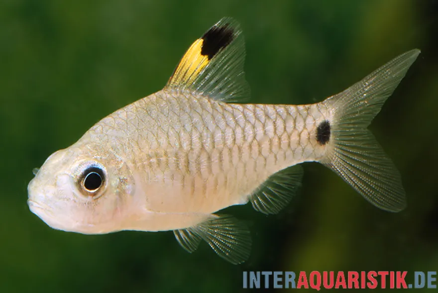 Indische Hochflossenbarbe, Oreichthys crenuchoides