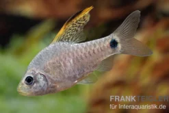 Indische Hochflossenbarbe, Oreichthys crenuchoides