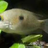 Indischer Buntbarsch, Etroplus maculatus