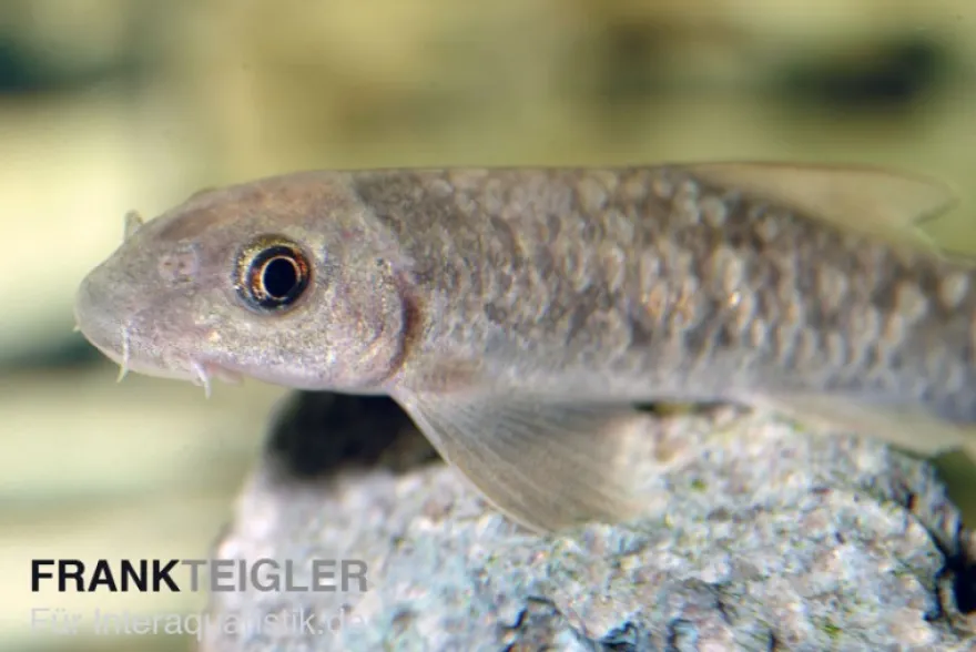 Indischer Fadenalgenfresser, Garra gotyla, 4-6 cm