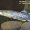 Indischer Hechtling, Aplocheilus panchax