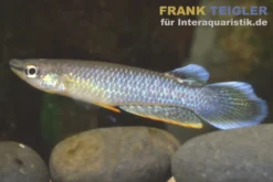 Indischer Hechtling, Aplocheilus panchax