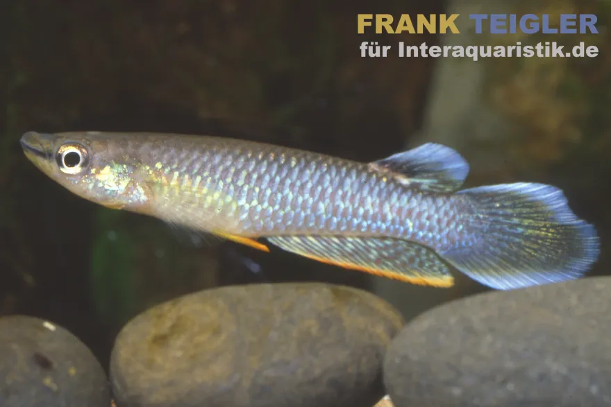 Indischer Hechtling, Aplocheilus panchax
