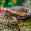 Indischer Ochsenfrosch, Kaloula pulchra