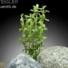Indische Rotala, Rotala indica/Rotala bonsai, In Vitro