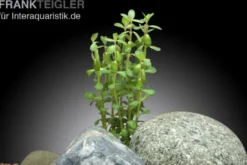 Indische Rotala, Rotala indica/Rotala bonsai, In Vitro