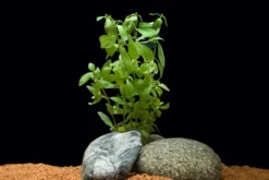 Indischer Wasserfreund, Hygrophila polysperma, im Topf