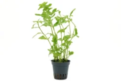 Indischer Wasserfreund, Hygrophila polysperma, im Topf