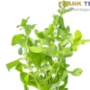 Indischer Wasserfreund, Hygrophila polysperma, Bund