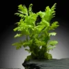 Indischer Wasserwedel, Hygrophila difformis, im Topf