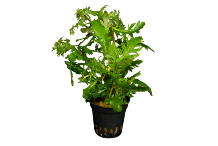 Indischer Wasserwedel, Hygrophila difformis, im Topf