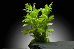 Indischer Wasserwedel, Hygrophila difformis, Bund