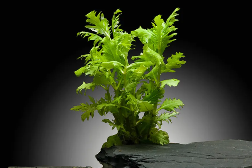 Indischer Wasserwedel, Hygrophila difformis, Bund