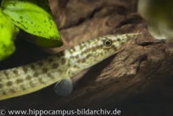 Indischer Zwergstachelaal, Macrognathus pancalus