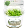 Indisches Sternkraut, Pogostemon deccanensis (erectus), In Vitro