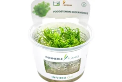 Indisches Sternkraut, Pogostemon deccanensis (erectus), In Vitro