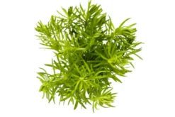 Indisches Sternkraut, Pogostemon deccanensis (erectus), In Vitro