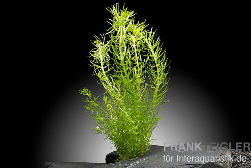 Indisches Sternkraut, Pogostemon deccanensis (erectus), im Topf