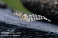 Indische Streifengarnele, Neocaridina babaulti