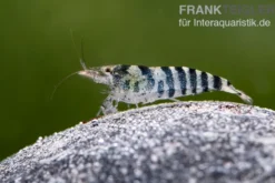 Indische Streifengarnele, Neocaridina babaulti