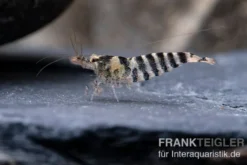Indische Streifengarnele, Neocaridina babaulti
