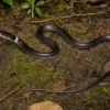 Indochinesische Bänder-Wolfszahnnatter, Lycodon neomaculatus