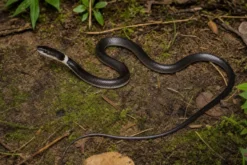 Indochinesische Bänder-Wolfszahnnatter, Lycodon neomaculatus