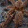 Indonesische Baumvogelspinne, Phormingochilus sp. "Rufus"