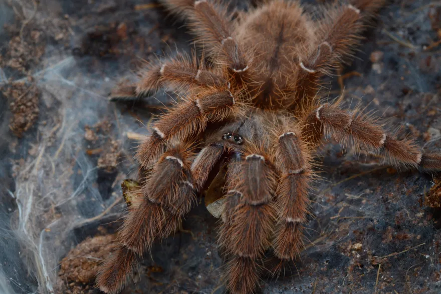 Indonesische Baumvogelspinne, Phormingochilus sp. "Rufus"