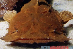 Indonesischer Großmaulwels, Chaca bankanensis