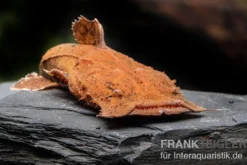 Indonesischer Großmaulwels, Chaca bankanensis