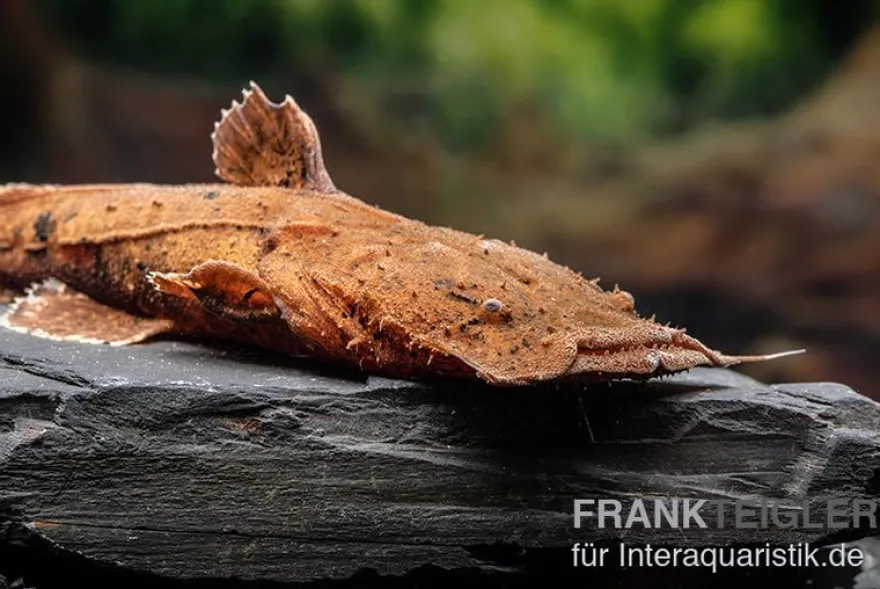 Indonesischer Großmaulwels, Chaca bankanensis