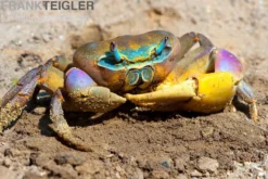 Indonesische Riesenlandkrabbe, Cardisoma carnifex, Zufällig ausgewählt